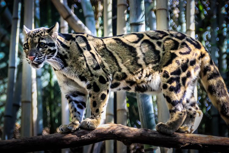 Macan dahan benua, salah satu kucing hutan yang terancam punah