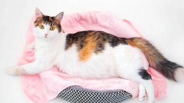 Pemilik Wajib Tahu, Ini Bagian Tubuh Kucing yang Paling Suka Dielus