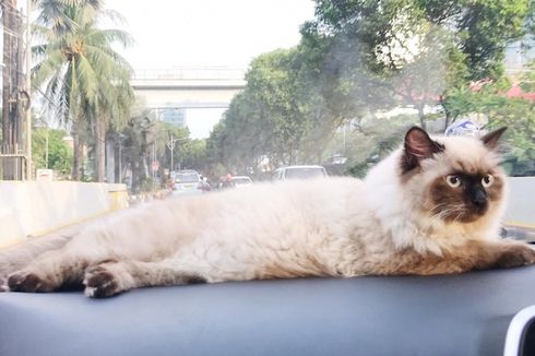 Awas, Bulu Kucing Bisa Merusak AC Mobil