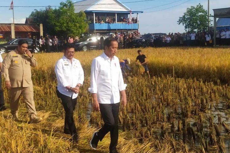 Hari ke 2 kunjungan kerja di Sulawesi Selatan, Presiden Joko Widodo kembali mendatangani Kabupaten Maros dan melakukan panen raya di Desa Baji Pamai, Kecamatan Maros Baru, Kamis (30/3/2023).