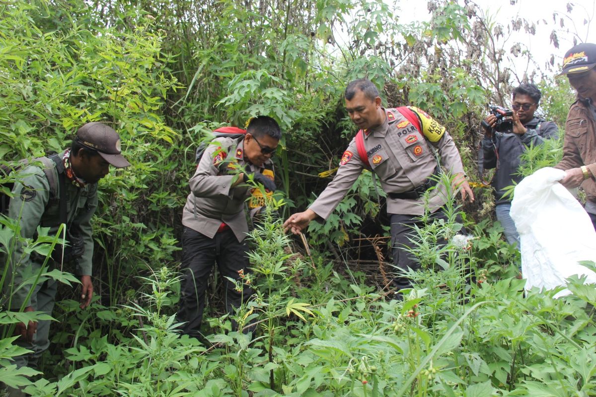 Polisi mencabut pohon ganja di Lereng Gunung Semeru, Rabu (18/9/2024)