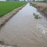 60 Ha Sawah di Mukomo Terancam Gagal Panen, Mentan Imbau Petani Ikut AUTP