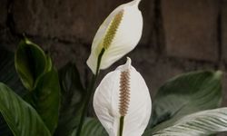Panduan Perawatan Peace Lily Agar Mekar Mewangi