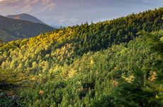 Tingkat Kehilangan Hutan Primer Indonesia Turun 5 Tahun Berturut-turut