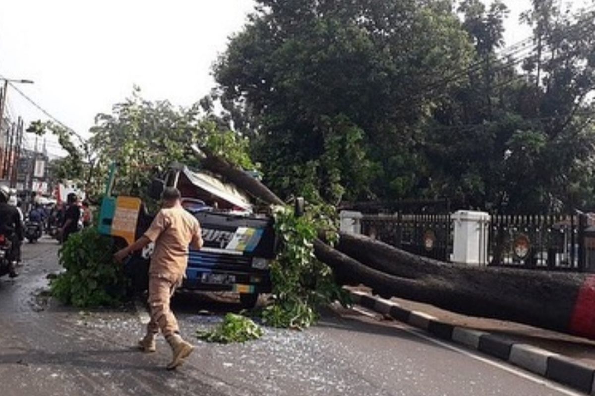 Sebuah pohon besar tumbang di depan Institut Pemerintahan Dalam Negeri (IPDN) Jalan Amper Raya, Cilandak Timur, Pasar Minggu, Jakarta Selatan pada Rabu (7/9/2022) sore.