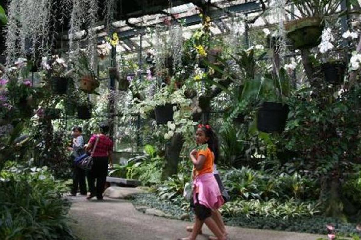 Pengunjung melihat tanaman anggrek di dalam rumah kaca Griya Anggrek di kompleks Kebun Raya Bogor, Jumat (12/7/2013). Di tempat tersebut terdapat ratusan anggrek spesies asli Indonesia yang dapat dijadikan sarana belajar mengenal keanekaragaman hayati nusantara.