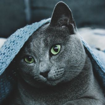 Ilustrasi ras kucing Russian Blue.