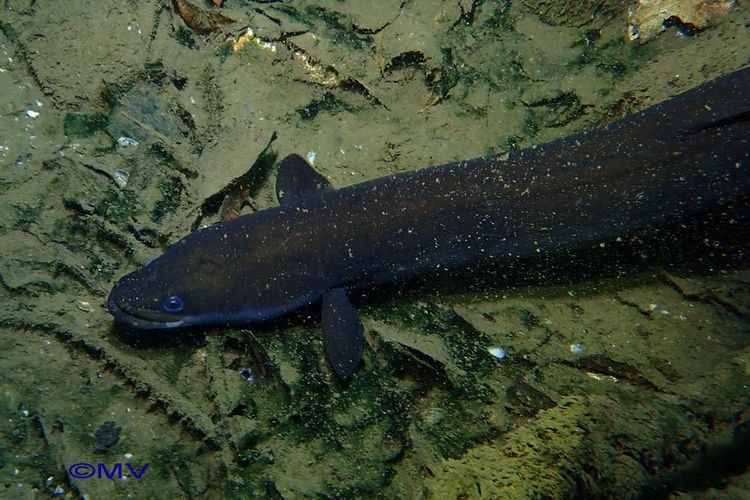 Ilustrasi belut eropa. Fauna & Flora menyoroti 10 spesies terancam punah 2026, dari elang hingga tulip liar.