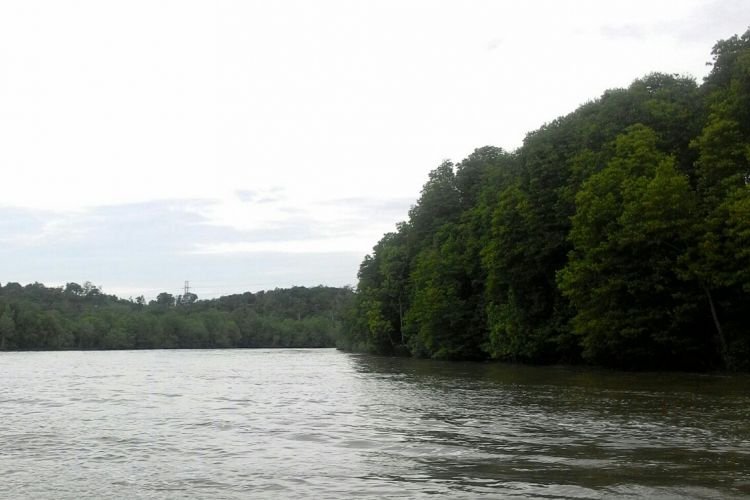 Mangrove Sungai Manggar merupakan salah satu kawasan mangrove lestari yang tersisa di Balikpapan. Peneliti primata asal Republik Ceko, Stanislav Lhota, mengatakan, bahkan dirinya ragu bekantan di kawasan ini  masih bertahan. 