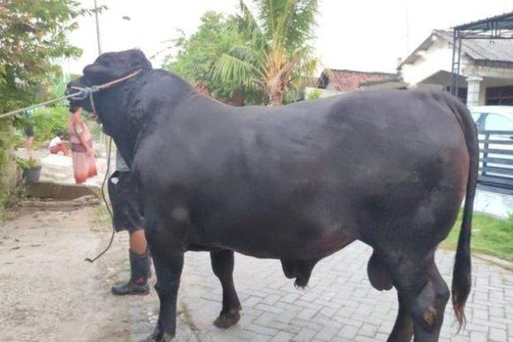 Sapi hitam yang didatangkan dari Pondok Pesantren An-Nidzhom Sukabumi akan menjadi salah satu hewan kurban yang akan disembelih di rumah Ketua Umum DPP PDI Perjuangan, Megawati Soekarnoputri, pada perayaan Idul Adha 1445 H, Senin (17/6/2024). 