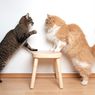 3 Alasan Kucing Suka Bersembunyi 