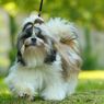 Anjing Shih Tzu, Si “Singa Kecil” yang Penyayang dan Penuh Sejarah