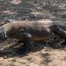 Mengenal Komodo, Hewan Endemik Indonesia yang Terancam Punah