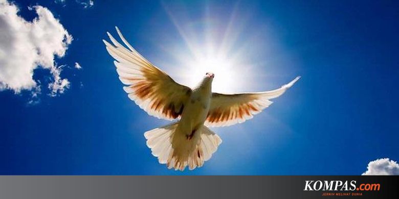 Merpati Bisa Kenali Wajah Manusia