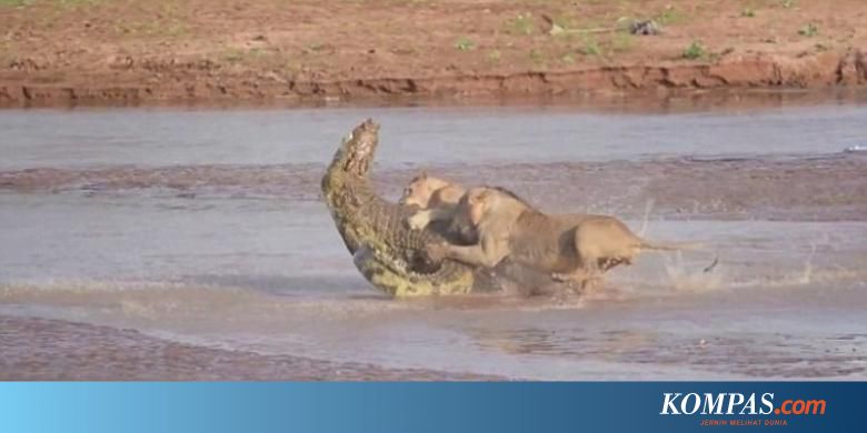 Berebut Bangkai Gajah Tiga Singa Keroyok Seekor Buaya