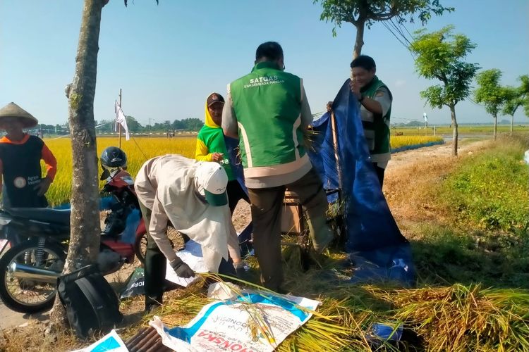 Cuaca dan Pupuk Mahal Tekan Produksi Padi di Pati, Harga Gabah Jadi Penopang