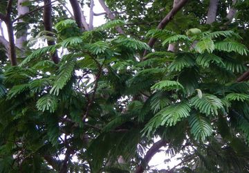 Mengungkap Potensi Kedawung yang Terabaikan