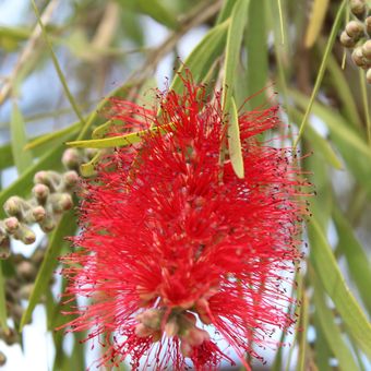 Ilustrasi bunga bottle brush atau bunga sikat botol.