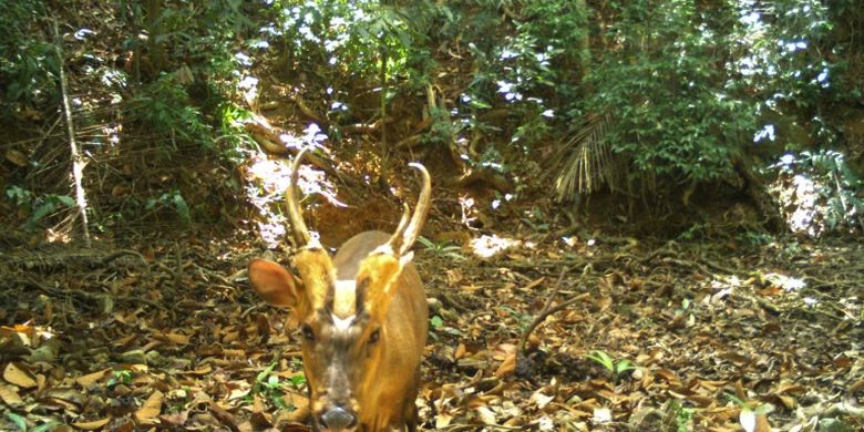 Langka dan Hampir Punah, Rusa Gonggong Besar Ditemukan di Kamboja - Vimarsana News