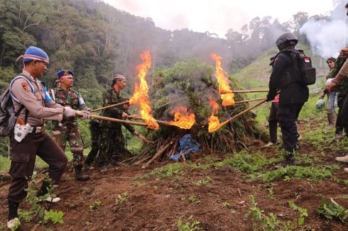 Peringati Hari Pahlawan, BNN Musnahkan Ladang Ganja Terbesar pada 2022