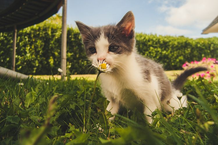 Ilustrasi kucing dan bunga daisy