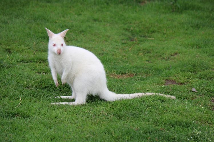 Ilustrasi kangguru albino.
