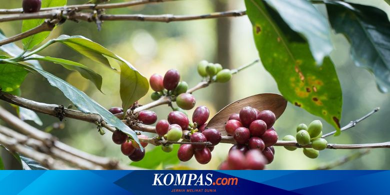 Mengenal Jenis Jenis Tanaman Kopi Yang Ada Di Indonesia Halaman All Kompas Com