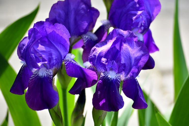 Ilustrasi bunga iris