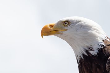 Apakah Burung Garuda Itu Ada Atau Sekadar Mitologi Belaka? Temukan Jawabannya di Sini!