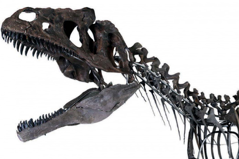 Fosil Dinosaurus Misterius Terjual Rp 28 Miliar, Para Ilmuwan Marah