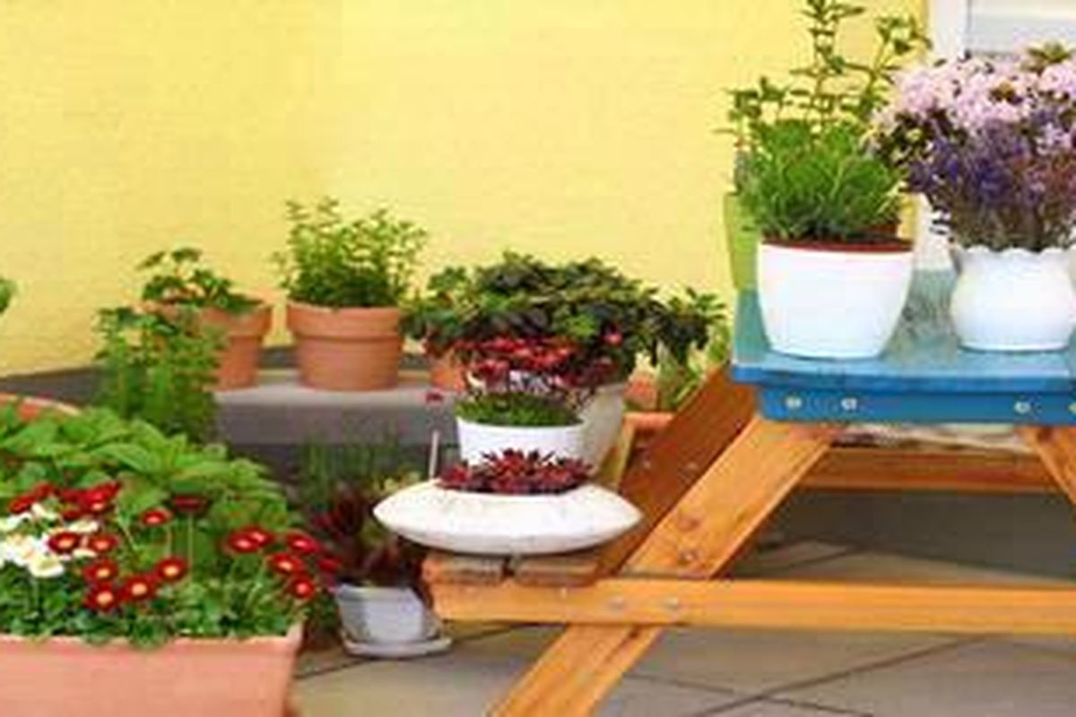 Letak taman yang dibatasi dinding dan masih berada di area rumah, menyebabkan cahaya matahari yang mengenai taman hanya sedikit. Oleh sebab itu, pemilihan tanaman harus cermat. 