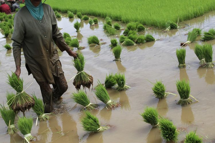 Petani mengangkat bibit padi usai dicabut dari menyemaian di areal persawahan Palangga Selatan, Kabupaten Konawe Selatan, Sulawesi Tenggara, Kamis (30/6/2022). Petani di daerah itu masih mempertahankan metode menanam padi dengan sistem tanam batang padi sebab lebih menguntungkan untuk mendapatkan panen melimbah ketimbang dengan sistem tanam benih langsung. ANTARA FOTO/Jojon/hp. 