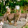 Fakta Penembakan Kucing di Sesko TNI, Pelaku Merasa Terganggu, Siswa Kerap Sediakan Pakan