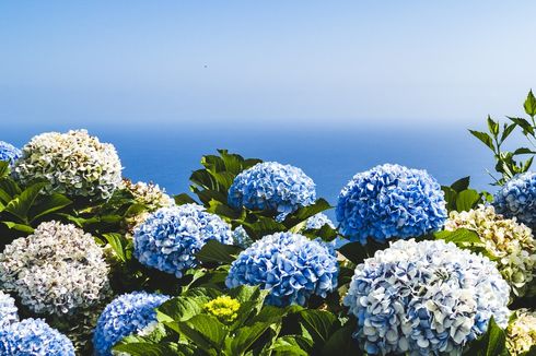 Cara Menanam Bunga Hortensia yang Cantik dan Berbentuk Unik