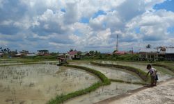 Sektor Pertanian Harus Tumbuh 4,7 Persen Per Tahun Jika Pertumbuhan PDB RI Ingin Capai 8 Persen