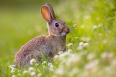 Bunny Ebola, Virus Mematikan dari Kelinci Menyebar di Barat Daya AS