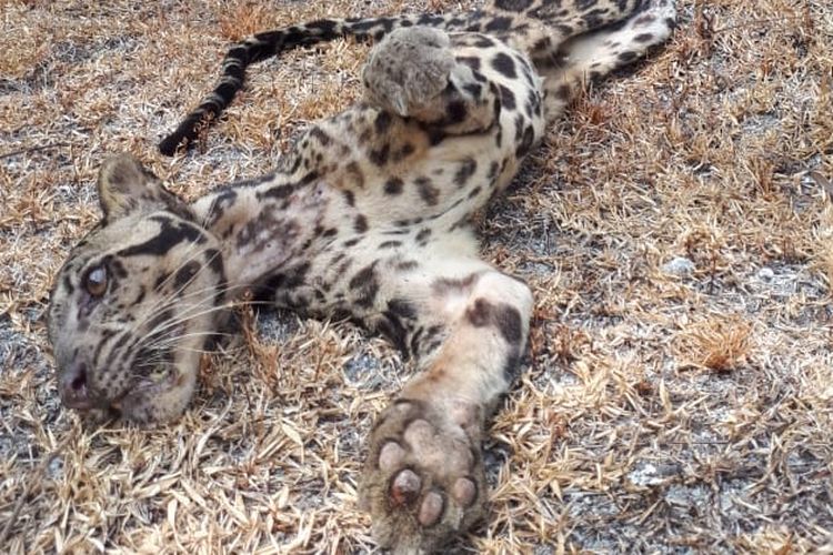 Macan dahan yang ditemukan mati di sekitar resort Lamin Guntur di Kampung Teluk Sumbang Kecamatan Bidukbiduk Kabupaten Berau, Kalimantan Timur, Selasa (17/9/2019).