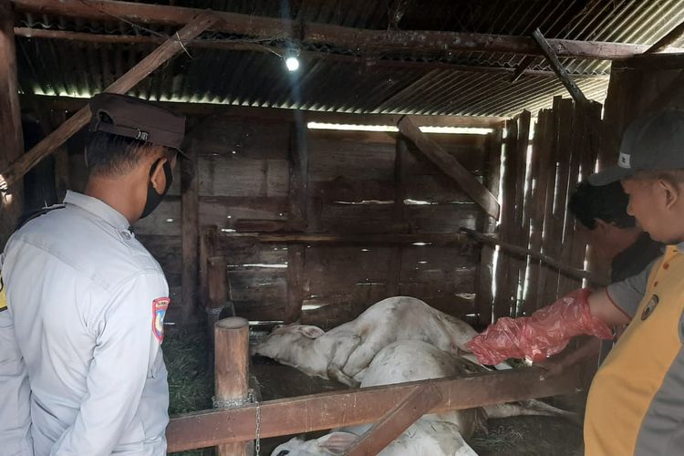 Hewan ternak sapi di Blora, Jawa Tengah mati secara mendadak pada Jumat (3/6/2022)
