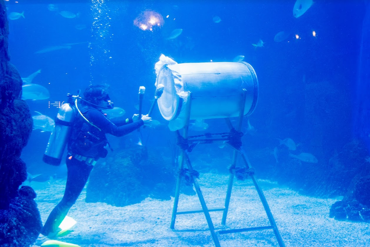 Ilustrasi atraksi Bedug Underwater di Jakarta Aquarium & Safari