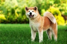 Sama-sama dari Jepang, Ini Perbedaan Anjing Akita Inu dan Shiba Inu