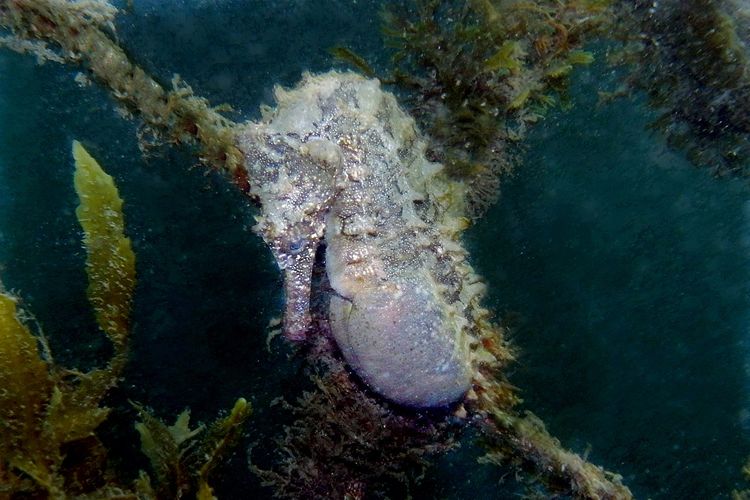 Kuda laut jantan yang sedang hamil