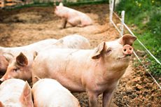 Wabah Flu Babi di Sumut, Dinas Ketahanan Pangan Sergai Lakukan Uji Sampel