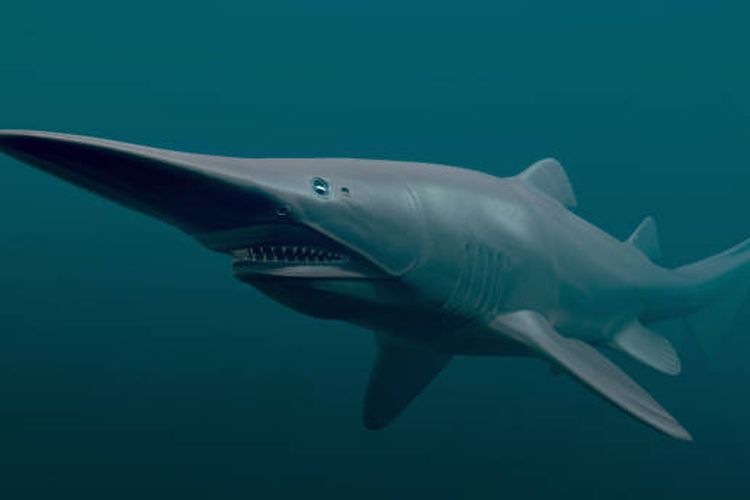 Ilustrasi hiu goblin, salah satu hewan purba yang masih ada sampai sekarang.