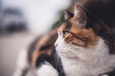 7 Fakta Menarik Calico, Si Kucing Belang Tiga