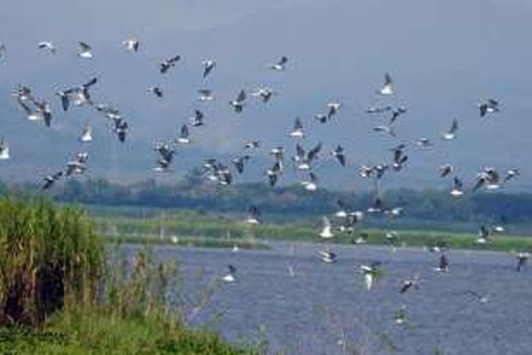 Kawanan besar burung dara laut melintas di atas prmukaan danau Limboto. Pengamat burung Goronatlo menilai tahun ini jumlah mereka lebih banyak dibandingkan tahun lalu. Kedatangan mereka kemungkinan terkait migrasi besar burung pengembara 