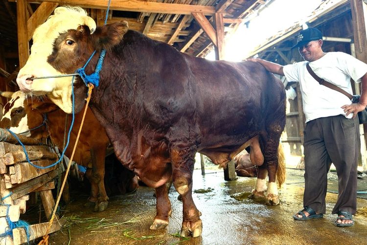 Mengintip Sapi Kurban Presiden Prabowo dari Grobogan, Bobot Capai 1,1 Ton, Seharga Rp 112 Juta