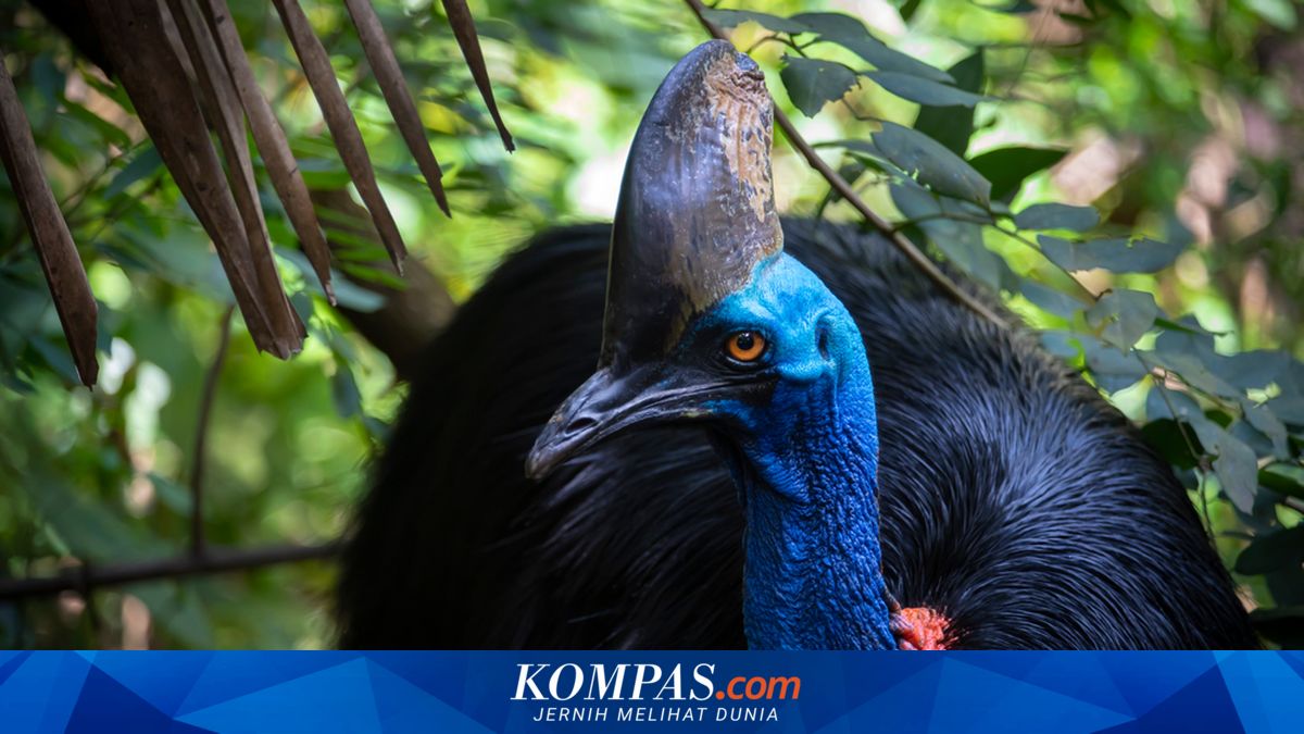 Fakta Kasuari, Burung Raksasa dengan Cakar Mematikan
