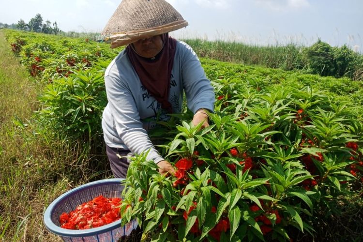 Panen bunga pacar air di lahan milik Kasan, di Desa Dukuh Klopo, Kecamatan Peterongan, Kabupaten Jombang, Jawa Timur.