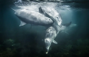 Lumba-lumba hidung botol.