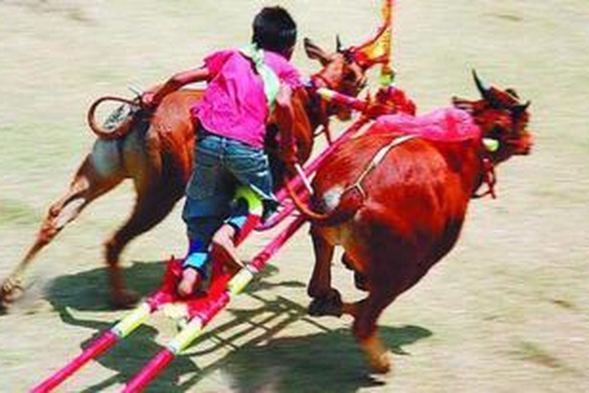 Joki mengendalikan sepasang sapi menuju garis finis dalam kejuaraan Karapan Sapi Se-Madura, memperebutkan Piala Presiden, Minggu (25/10), di Stadion Raden Sunarto Hadi Wijoyo, Pamekasan, Jawa Timur. Karapan sapi Piala Presiden ini telah berlangsung sembilan kali, sejak tahun 2000. 